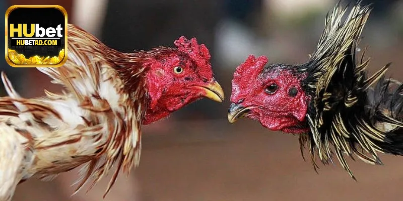 Hướng dẫn anh em kỹ thuật huấn luyện đá gà cựa dao