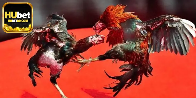 Đá gà Hubet là gì?