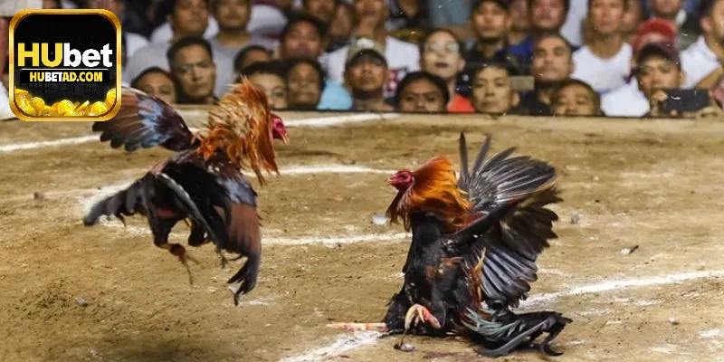 Lý do Đá gà Hubet thu hút đông đảo người chơi